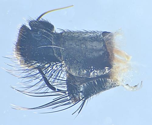 Empis sericans